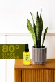 Lemon Kolonyası 50 Ml Lemon Kolonyası 50 Ml