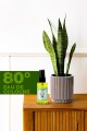 Olıve Kolonya 50 Ml