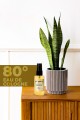 Tobacco Kolonya 50 ml Tobacco Kolonya 50 ml